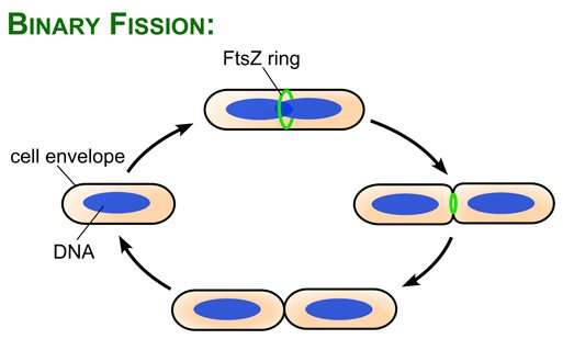 Binary fission diagram