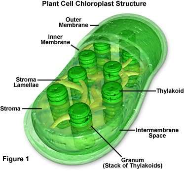 Diagram of a Chloroplast