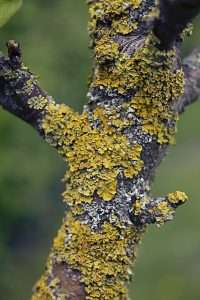 Lichen is an example of symbiosis in nature
