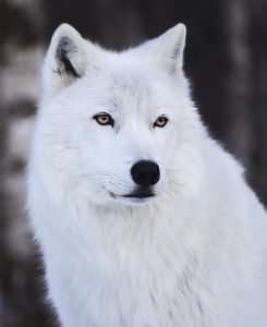 The Arctic Animals with Pictures 6 "<yoastmark