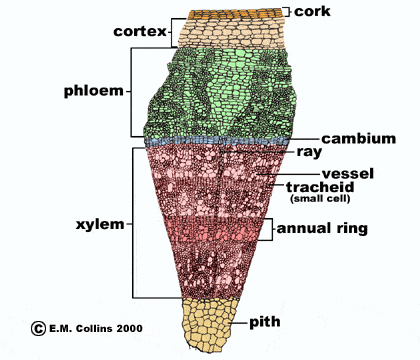 The cross section diagram of the Basswood stem showing the xylem and phloem