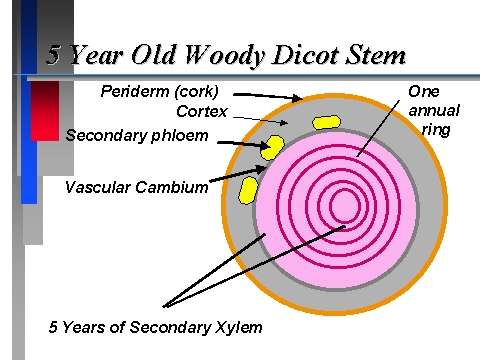 Secondary xylem in a woody plant
