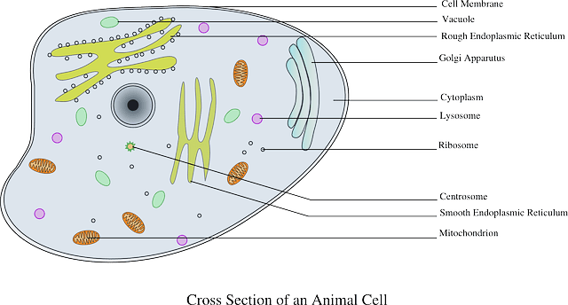 The cytosol is a component of the cytoplasm in the cell 