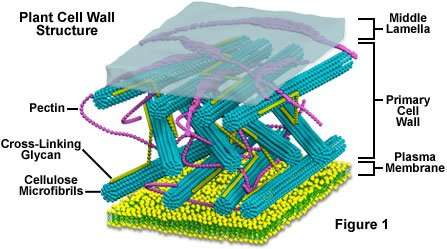 cell wall diagram