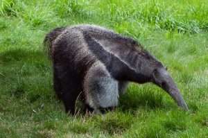 giant-anteater