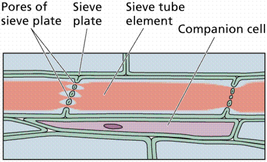longitudinal section of a phloem cell