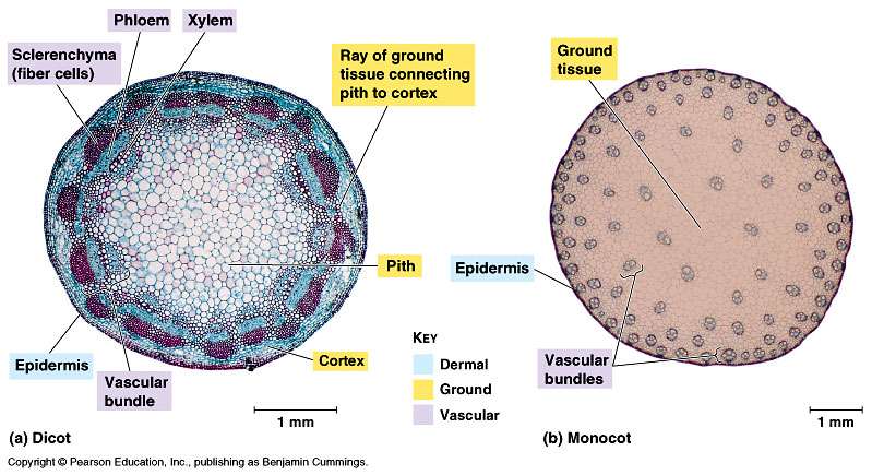 Xylem in a monocot plant stem vs Xylem in a Dicot plant stem