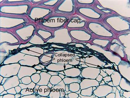 The function of the phloem is to transport organic molecules and nutrients from the leaves to other parts of the plant