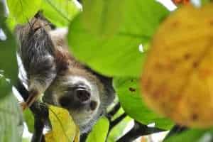 two-toed-sloth