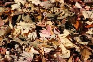 Leaf litter on the forest floor